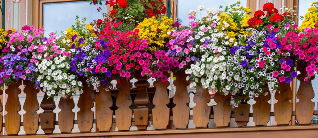 A wooden balcony, crafted by a top flooring company in Mississippi, is adorned with a variety of colorful flowers, featuring red, pink, purple, yellow, and white blossoms.